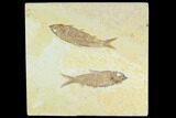 Two Fossil Fish (Knightia) - Wyoming #130219-1
